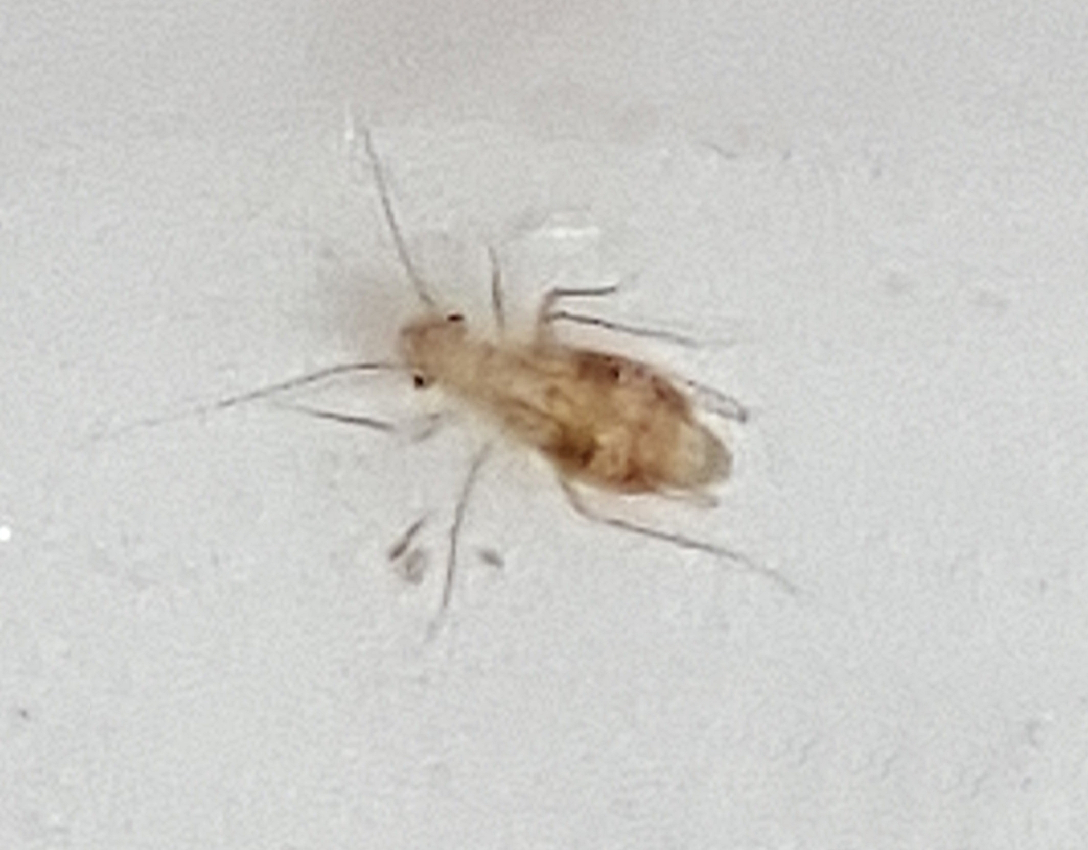 Winzige Insekten im Haus! Bitte dringend um HILFE!? (Biologie, Haushalt