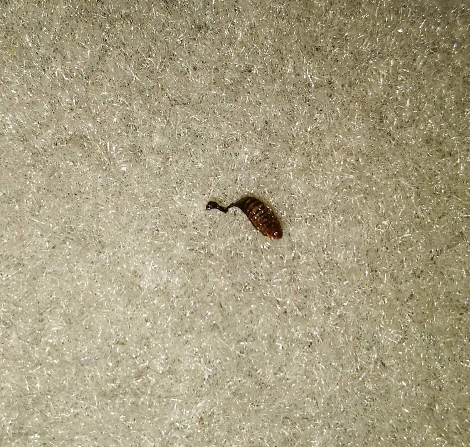 Winzige Insekten in der Wohnung wie heißen sie und wie werde ich sie los? (Schädlinge