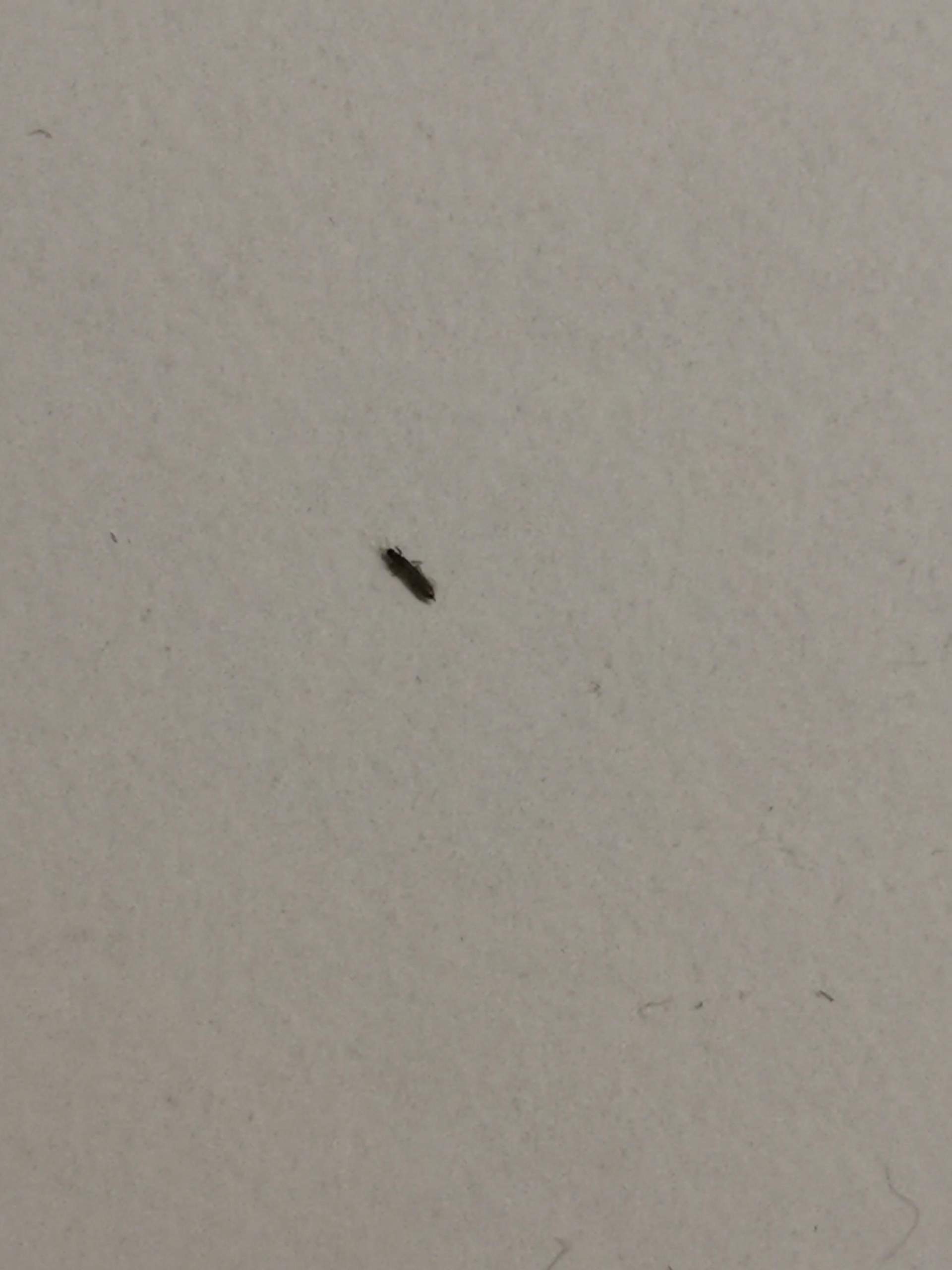 Winzige schwarze Käfer (1mm-1,2mm)? Was ist das? (Insekten, Ungeziefer ...
