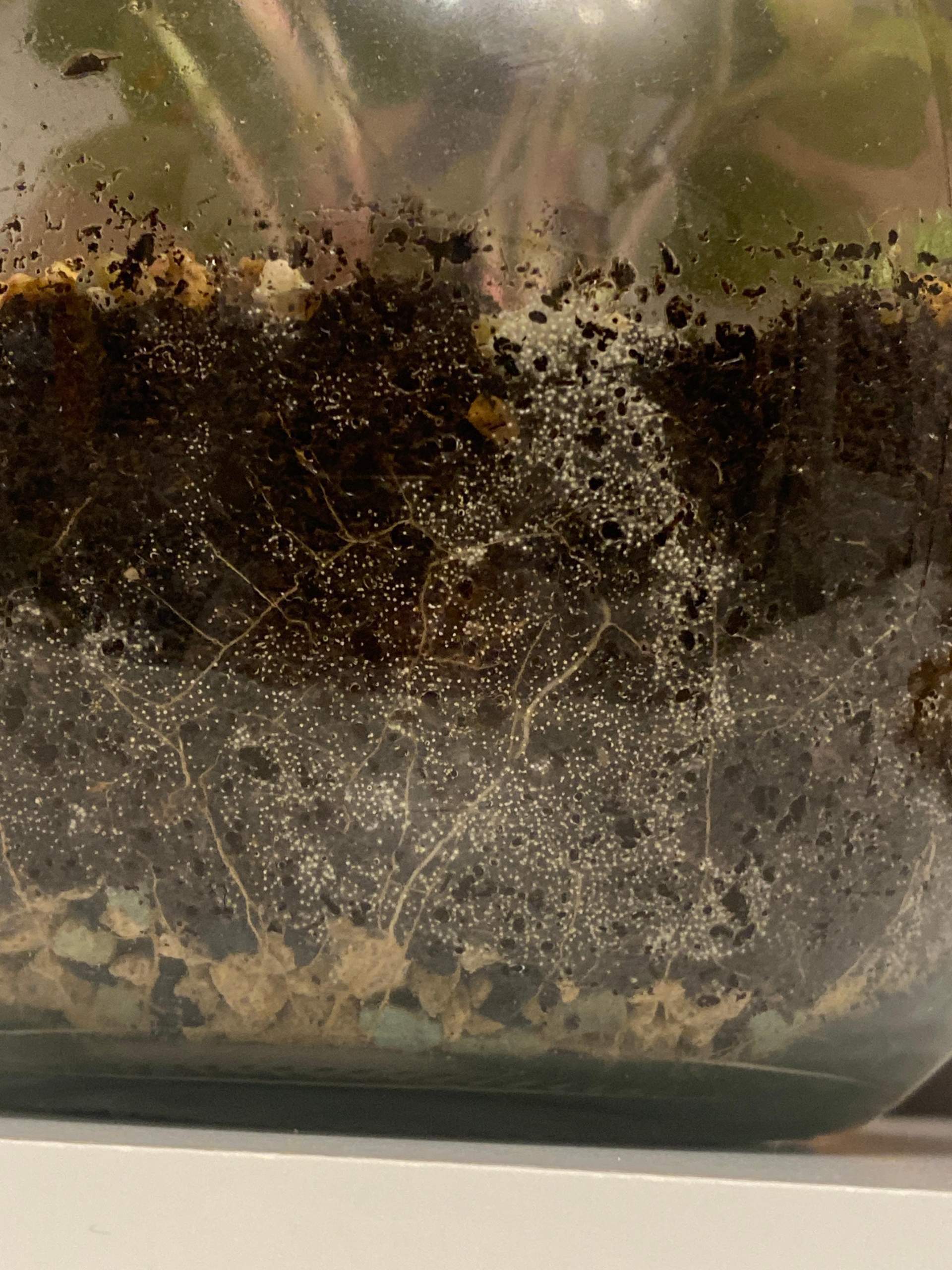 Winzige weiße Kügelchen im Flaschengarten? Schimmel? Eier? Was ist das