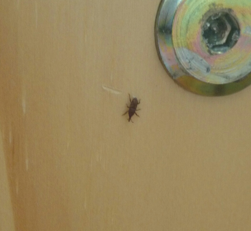 Winziger Käfer in der Wohnung! (Insekten, klein, winzig)