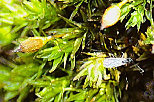 Winziges Insekt? (Insekten, Schädlinge, Insektenbestimmung)