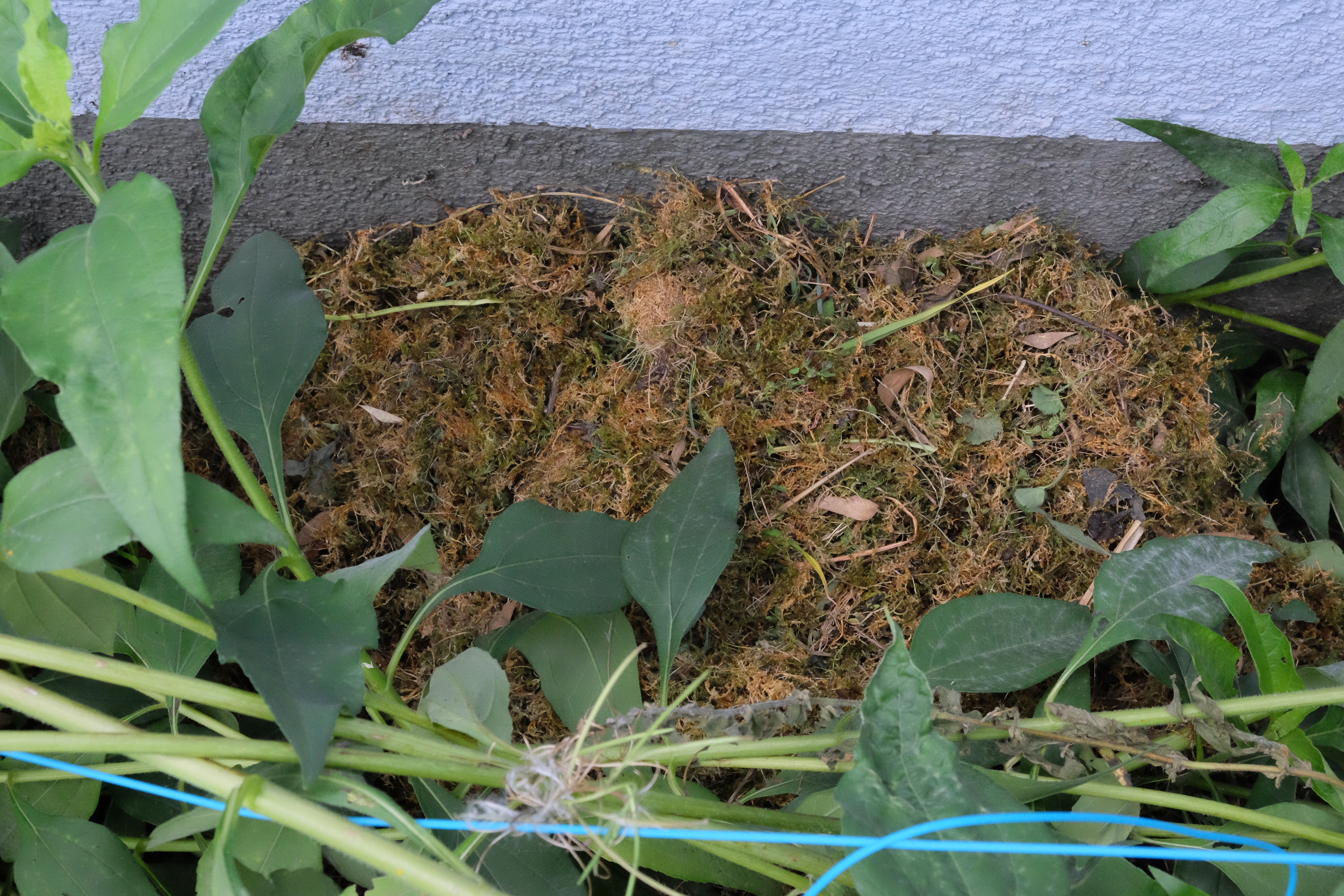 Wir haben ein Igelnest im Garten. Wie sollen wir damit