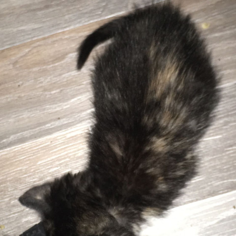 wir haben eine babykatze die babykatze wird hinten total dick aber man fuhlt halt von unten ihre rippen und am bauch hat sie keine haut ist das normal katze