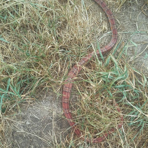 Wir Haben Eine Schlange In Unserem Garten Was Ist Das Fur Eine