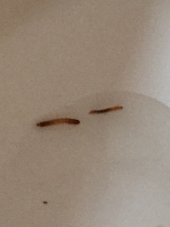 Wir haben kleine Würmer im Bad (siehe Bild). Was können wir dagegen tun