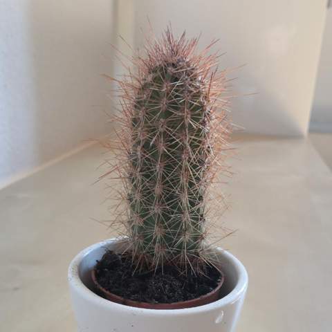 Wir heißt dieser Kaktus?