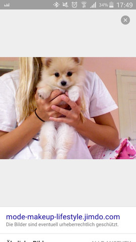 Ich finde siesem kleinen hund echt sehr süß - (Tiere, Hund)
