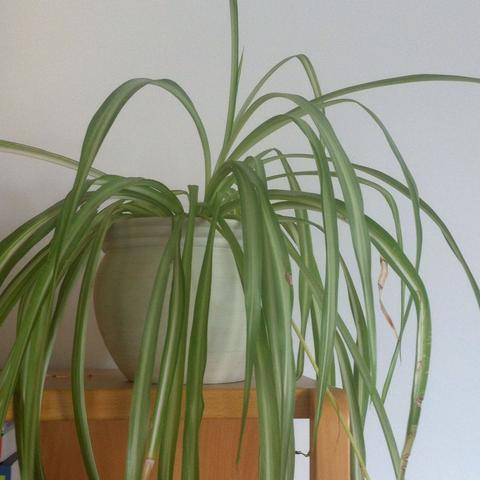 Zimmer Pflanze - (Pflanzen, Giessen)