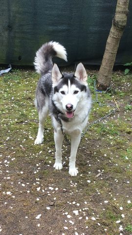 Wird Bei Meinen Husky Ruden Die Nase In Sommer Wieder Schwarz