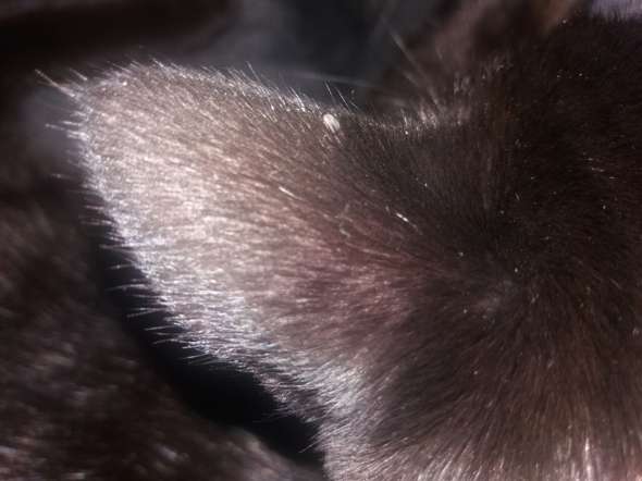 wird das schnell gefahrlich fur die katze haustiere zecken zecke