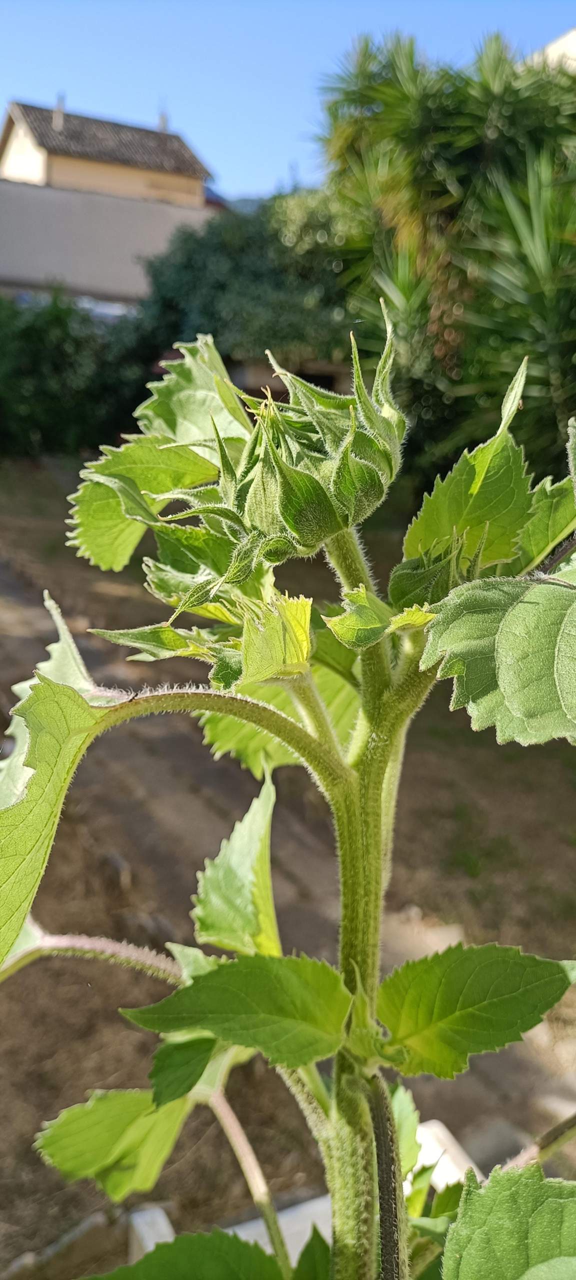 Wird diese Blume noch größer werden? (Blumen, Botanik, Gärtner)