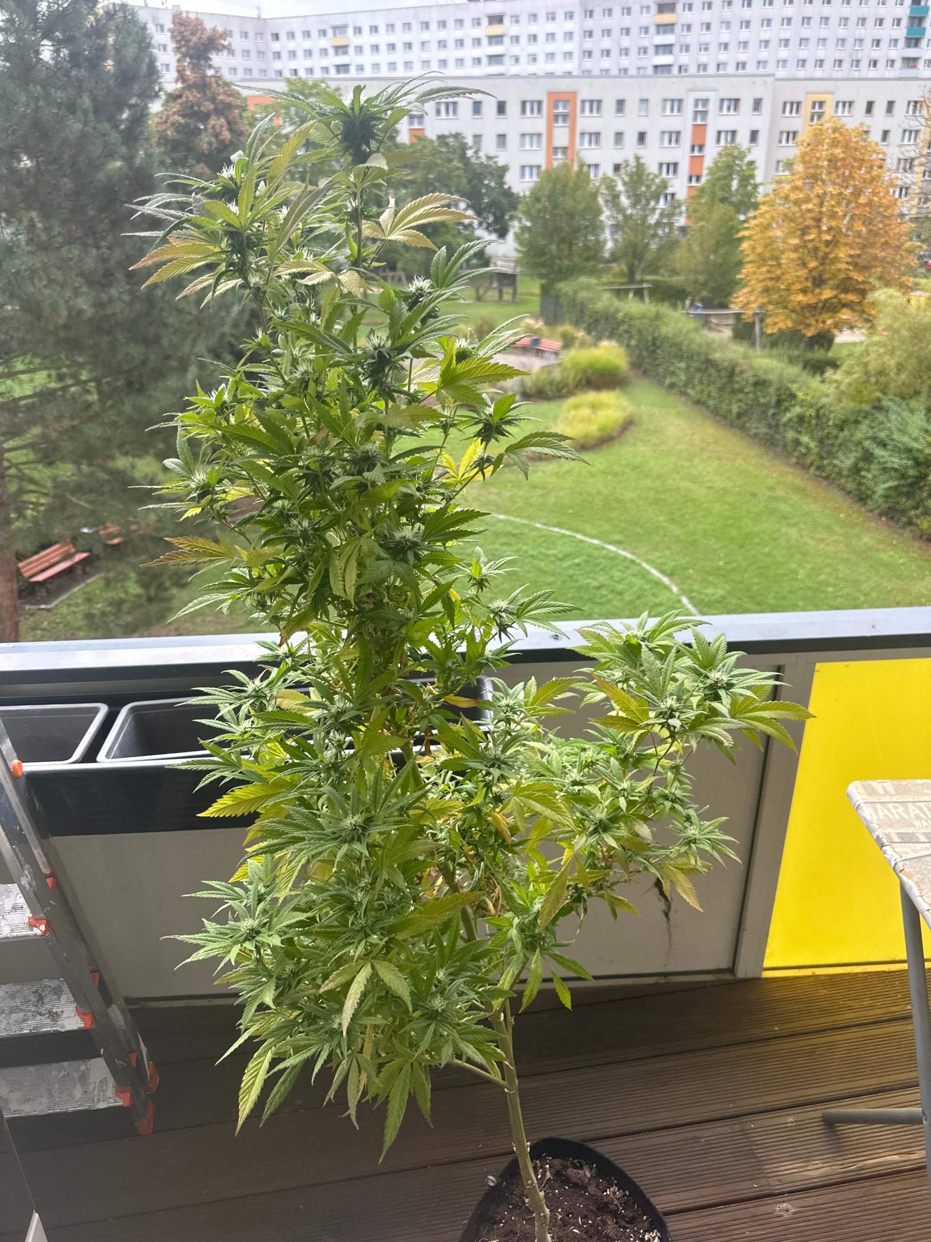 Wird diese Pflanze noch fertig blühen oder ist sie zu spät dran