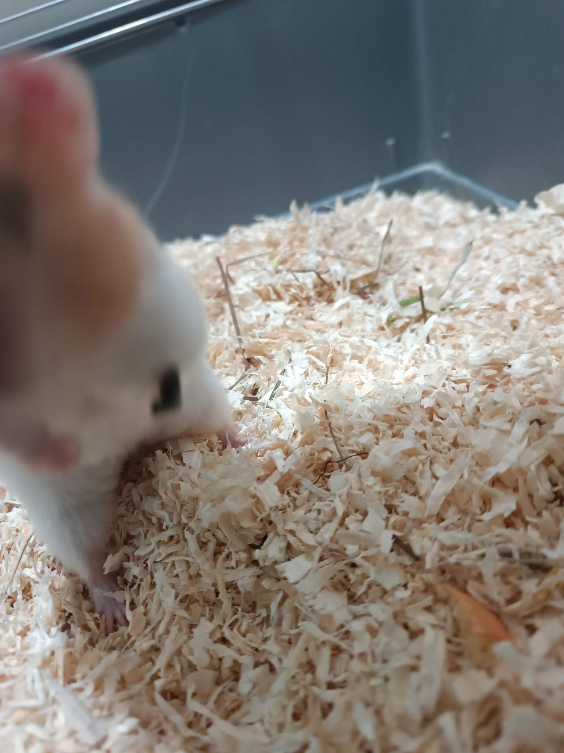 Wird Hamster sterben? (Gesundheit, Nagetiere, Kleintiere)