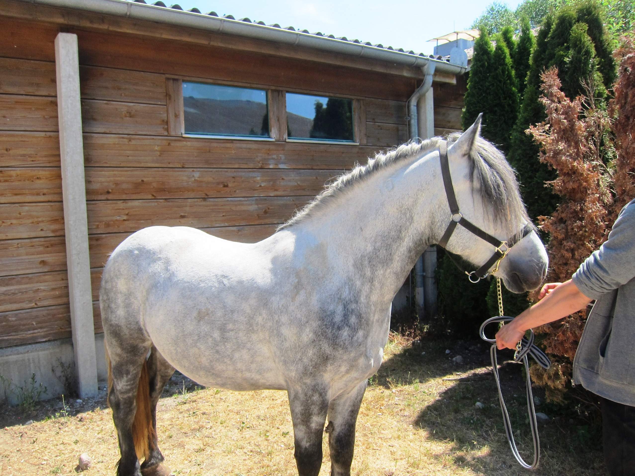 Wird mein Apfelschimmel ganz weiß? (Pferd, Farbe, Reiten)