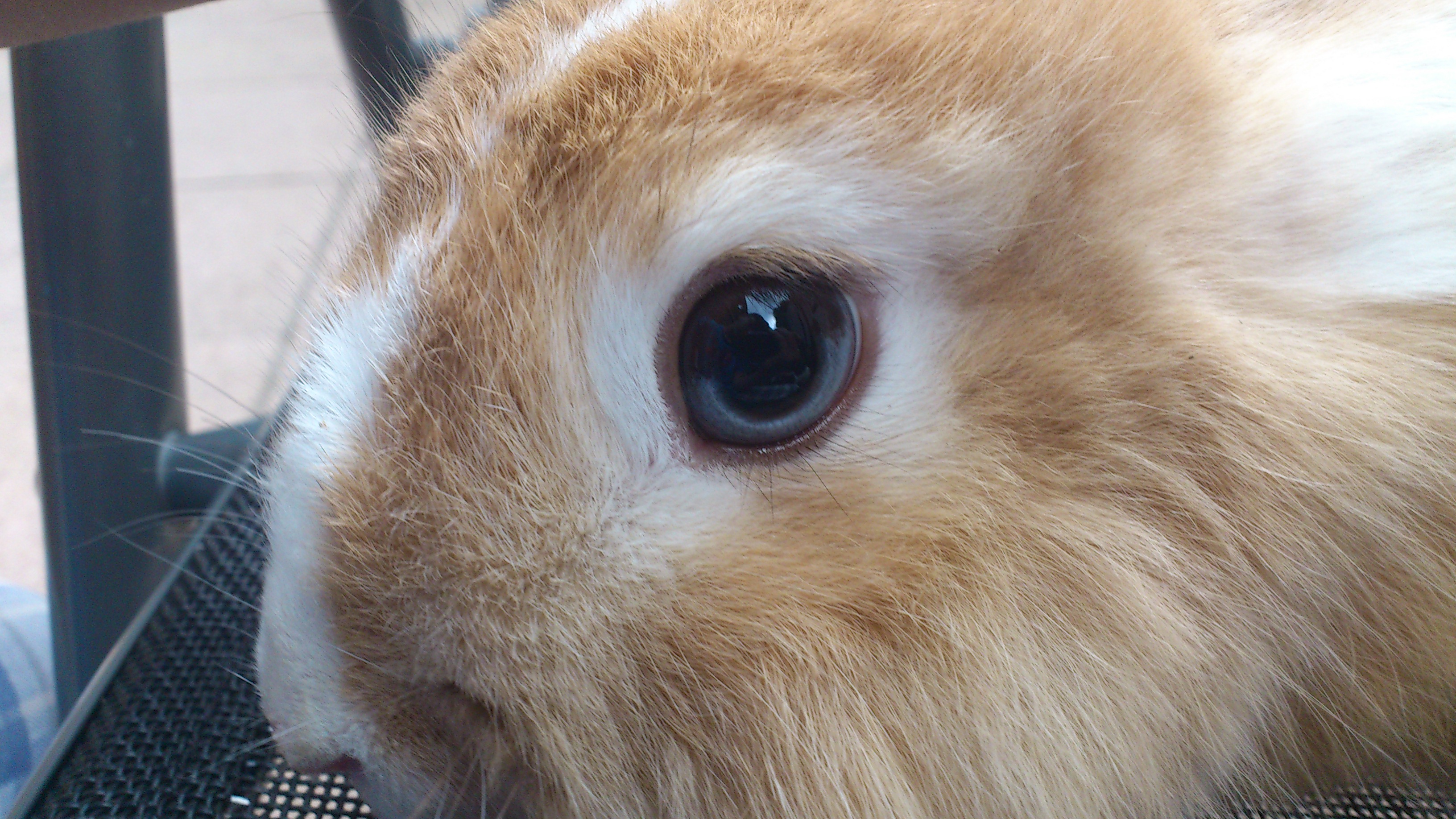 Was ist das auf dem Auge vom Hasen (Augen, Kaninchen)