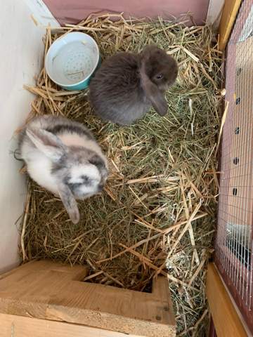 - (Tiere, Haustiere, Kaninchen)