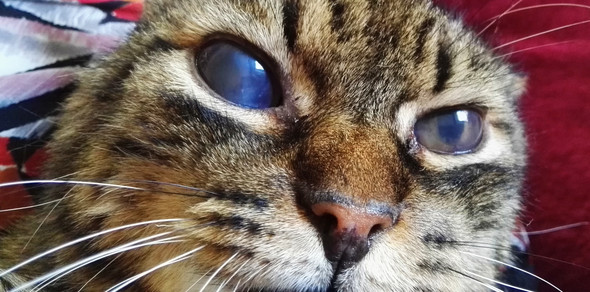 Wird Meine Katze Blind Werden Krankheit Katzen Tierarzt