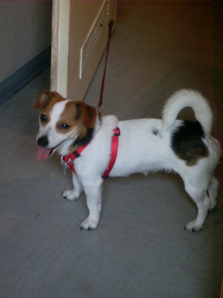 Wird meine Mini Jack Russel Terrier Mix Hündin noch ein bisschen Größer.? Hund, Größe Wird meine Mini Jack Russel Terrier Mix Hündin noch ein bisschen Größer.? Hund, Größe