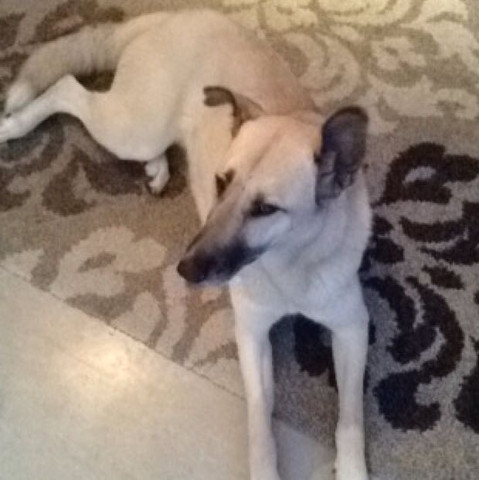 wirklich ein kangal hund rasse hunderasse