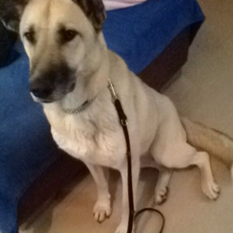 Wirklich Ein Kangal Hund Rasse Hunderasse