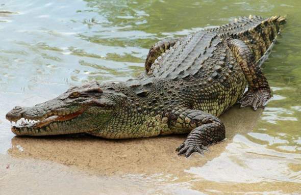 Wiso sehen unsere Krokodile 2021 1zu1 aus wie Dinosaurier?