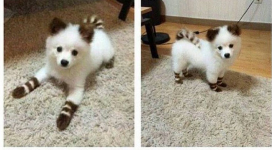 hund sieht aus wie fuchs