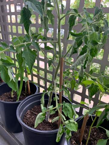 wisst ihr warum meine tomatenpflanze so aussieht?