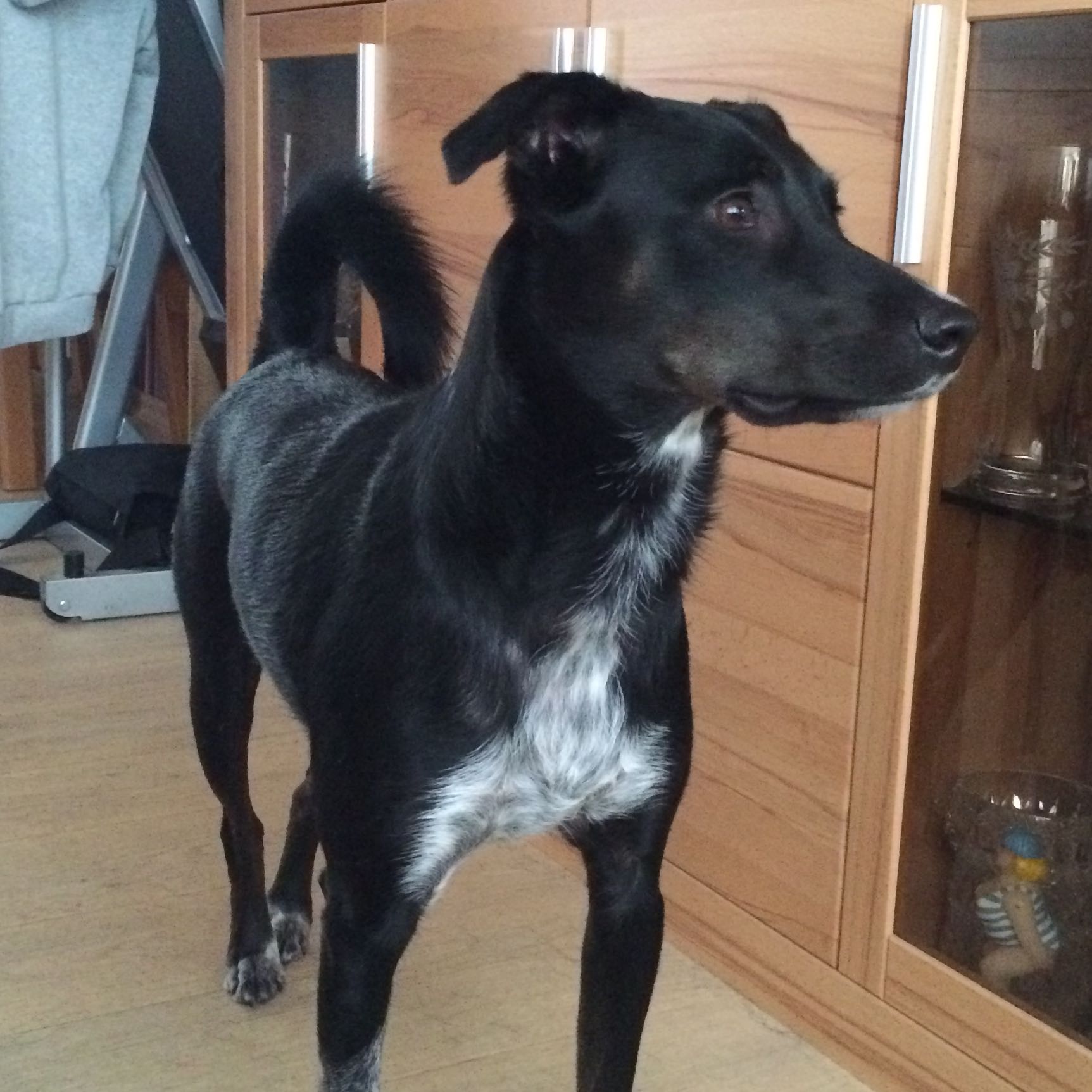 Wisst ihr was das für eine Hunderasse? (Hund, Griechenland, Straße)