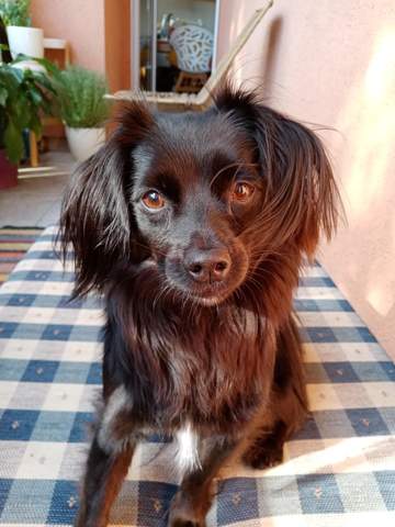 - (Hund, Rasse)