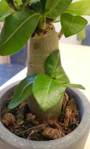 Dicker Stamm und Unterseite der Blätter - (Pflanzen, Natur, Zimmer)