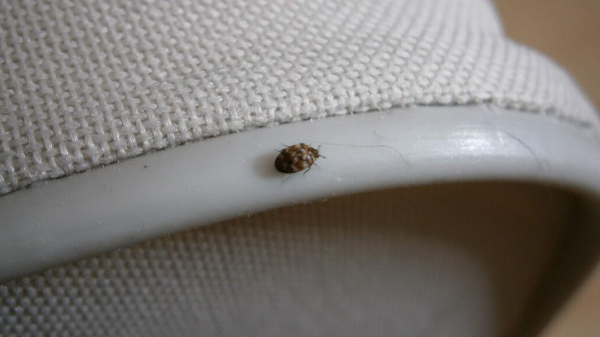 Wisst ihr welcher Käfer das ist? (Tiere, Wohnung, Insekten)