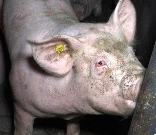 Wisst Ihr Wieso Das Tier Solche Rote Augen Hat Tiere Schwein Massentierhaltung