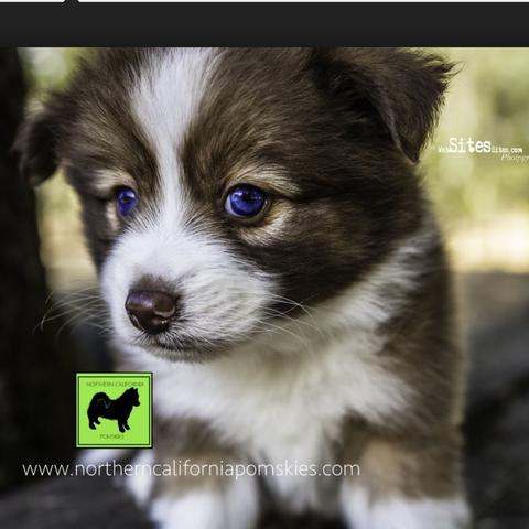 Wisst Ihr Wo Ich Einen Pomsky Herbekomme Tiere Hund Husky