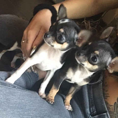 Wo Bekomme Ich Ein Chi Wau Wau Welpe Gunstig Fur Unsre Familie Wohnhaft In Der Schweiz Hund Welpen