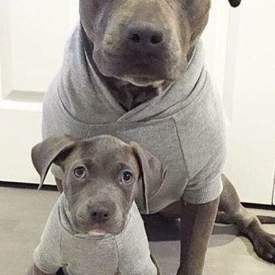 Wo Bekomme Ich Eine Blueline Welpen Her Und Sind Die Teuer Hund