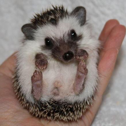 Wo bekommt man Afrikanische Weißbauchigeln her? (Tiere, kaufen, Igel)