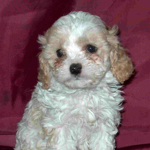 Cavapoo Welpen Kaufen Osterreich