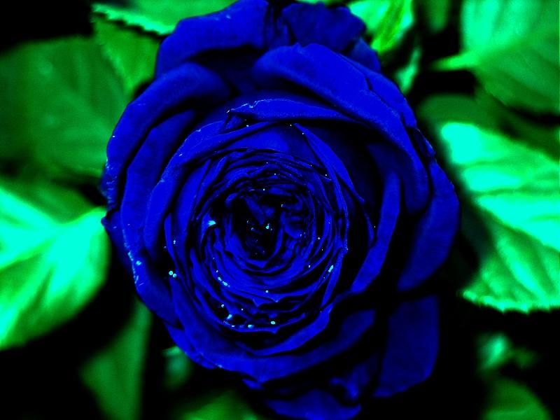 Wo (in der Schweiz) kann man blaue Rosen kaufen? (Farbe, blau, Deko) Wo (in der Schweiz) kann man blaue Rosen kaufen? (Farbe, blau, Deko)