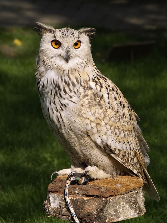 Wo ist der Unterschied zzwsischen einer Eule und ein Uhu? (Tiere
