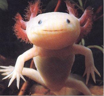Axolotl - (kaufen, Axolotl, lurche)