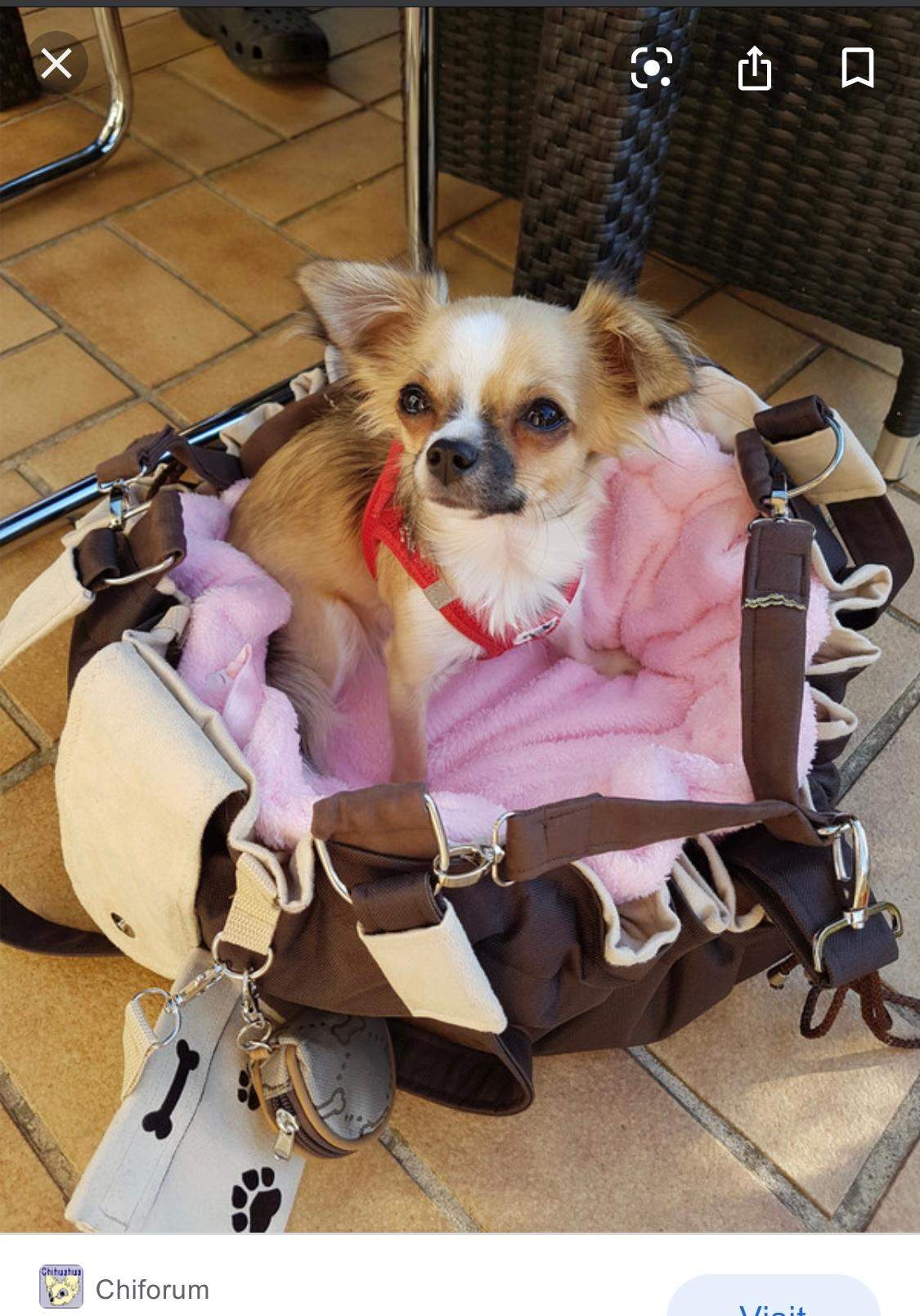 Wo kann ich diese Hunde/Chihuahua Tasche kaufen? (Tiere, Mode, Hund)