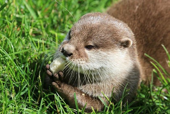 Darf Man Otter Als Haustier Halten