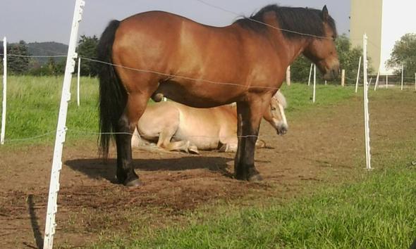 .. - (Pferde, Pony, Pferdepass)