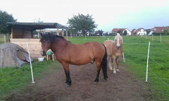 ... - (Pferde, Pony, Pferdepass)