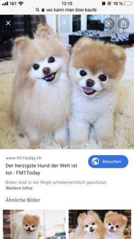 Wo Kann Man Diesen Boo Teddy Bar Kaufen Hund Hunderasse Teddybar