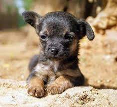 Dobermann Mix Welpen Kaufen September 2020