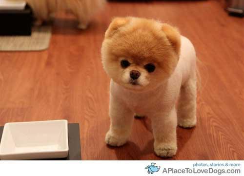 Hier der Pomeranian Puppy Boo (: - (Hund, kaufen, Welpen)