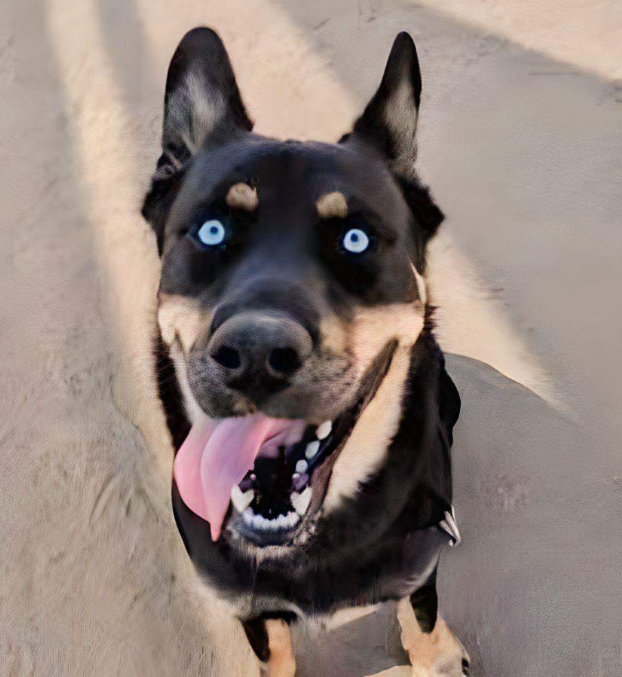 Baby Rottsky Wo kann man Rottsky kaufen? (Hund, Hunderasse)