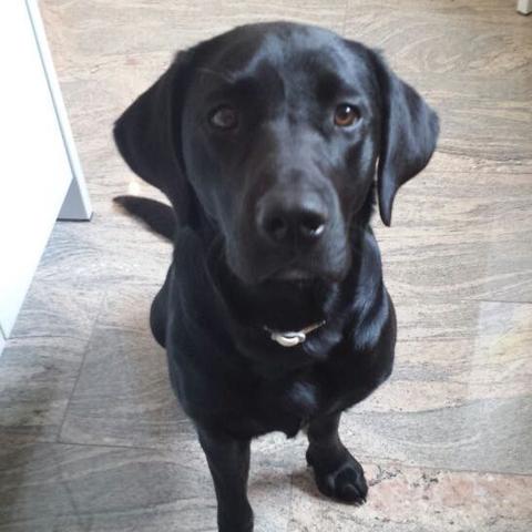 Wo Kann Man Schonen Hundezubehor Kaufen Wo Es Auch Sachen Fur Labradore Gibt Tiere Hund Shop